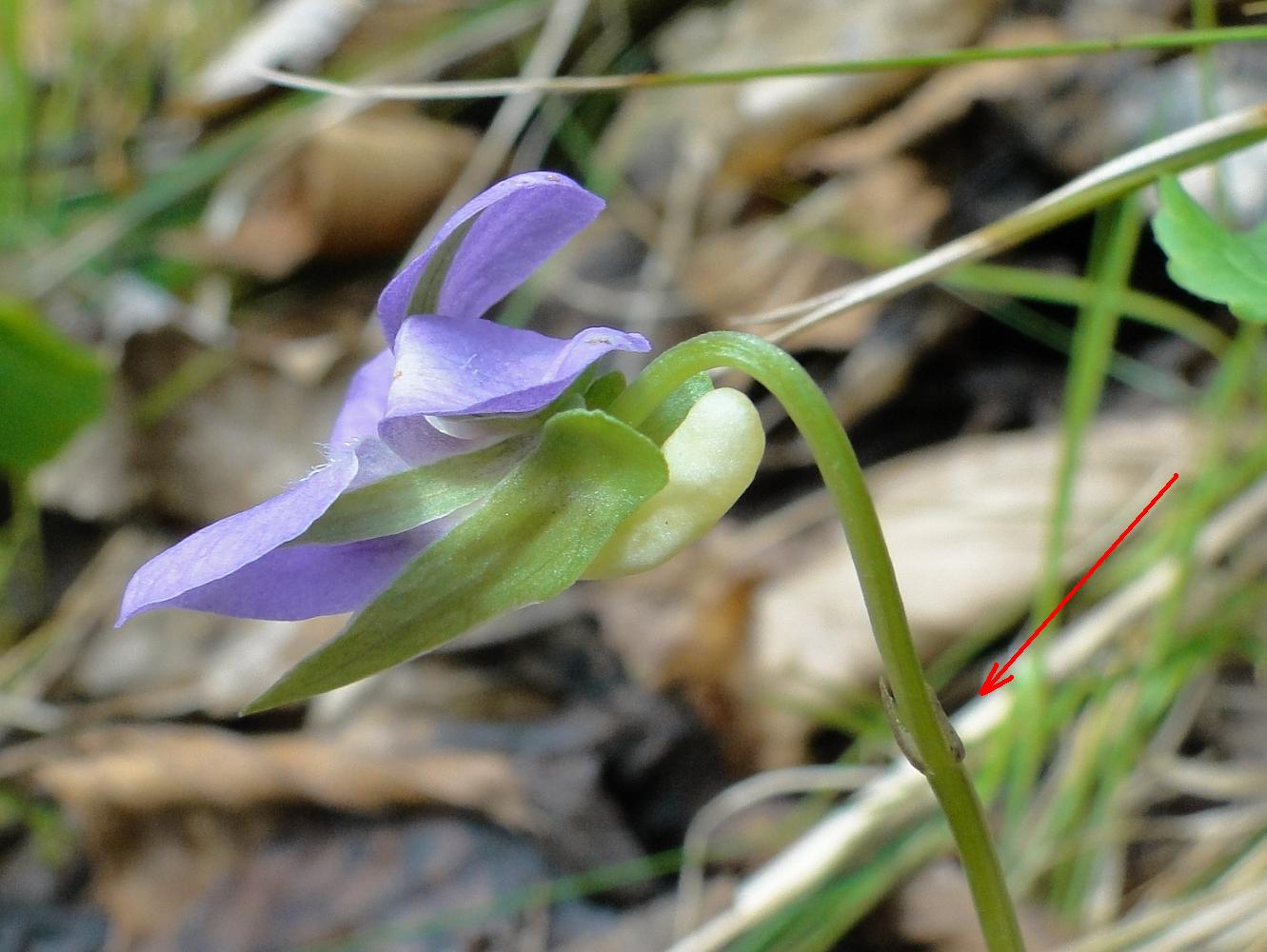 Viola mirabilis/viola mirabile